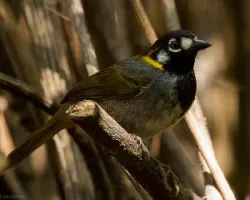 Melozone leucotis