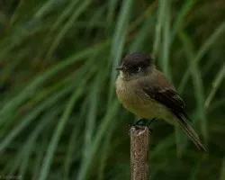 Epidonax atriceps