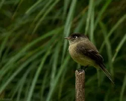 Epidonax atriceps