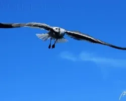 Gaviotas