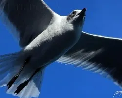 Gaviotas