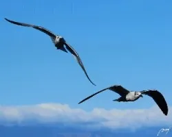 Gaviotas