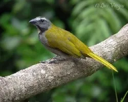 Saltator maximus