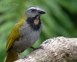 Saltator maximus