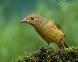 Piranga rubra