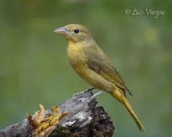 Piranga rubra