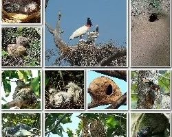 Mosaicos