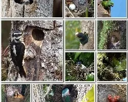 Mosaicos