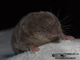 Cryptotis orophila