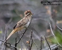 Tapera naevia