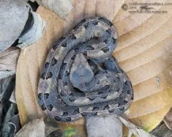 Porthidium nasutum