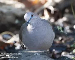 Leptotila verreauxi