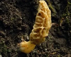 Morchella guatemalensis