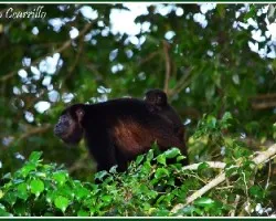 Alouatta palliata