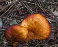 Bolets