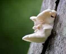 Hongos 
