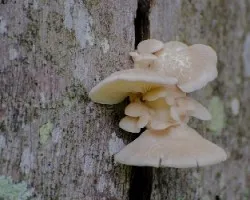Hongos