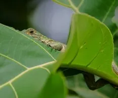 Iguana
