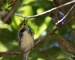 Setophaga virens