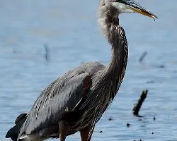Ardea herodias