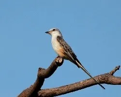 Tyrannus forficatus