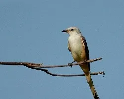 Tyrannus forficatus