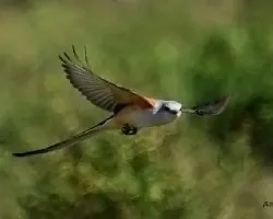 Tyrannus forficatus