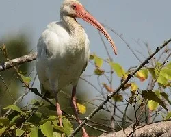 Eudocimus albus