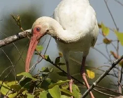 Eudocimus albus