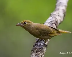 Piranga rubra