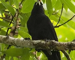 Cacicus uropygialis