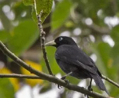 Cacicus uropygialis