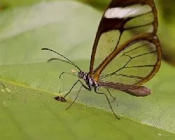 Greta oto