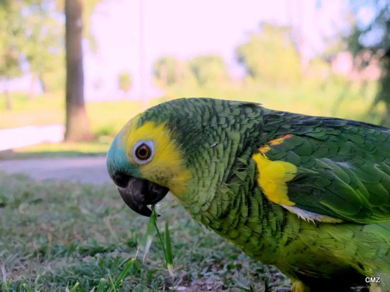 Holt Ibicuy - Entre Ríos