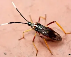 Holymenia clavigera