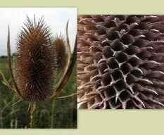 Dipsacus fullonum