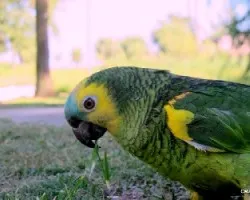 Amazona aestiva