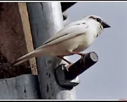 Passer domesticus