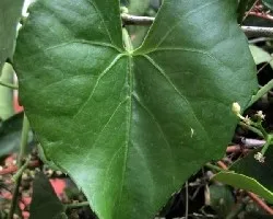  Cissus verticillata