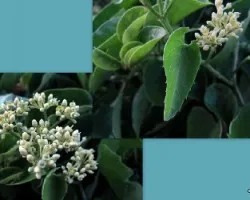  Cissus verticillata