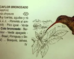 Hylocharis chrysura
