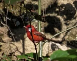 Ergaticus ruber