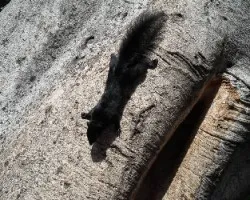 Sciurus niger