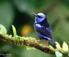 Cyanerpes cyaneus