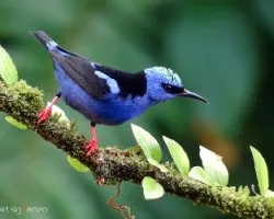 Cyanerpes cyaneus