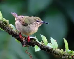 Cyanerpes cyaneus