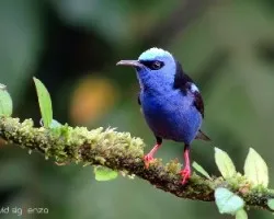 Cyanerpes cyaneus