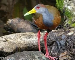 Aramides cajanea