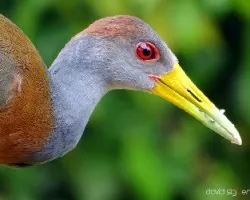 Aramides cajanea