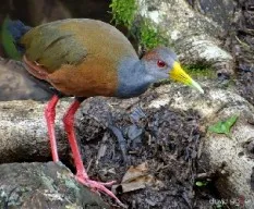 Aramides cajanea